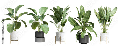 assortment of five lush green potted banana plants with broad leaves, presented in stylish modern planters for contemporary interior decoration.
