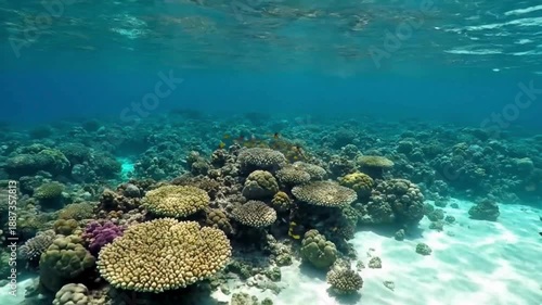 Wallpaper Mural Dynamic split-shot view transitions seamlessly to vibrant underwater ecosystem revealing shallow coral reef habitat tropical fish schools swimming above pristine white sand bottom Torontodigital.ca