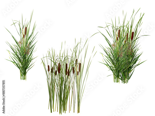 a collection of cattail plants with their distinctive brown cylindrical flower spikes, showcasing lush green reeds and a natural aquatic wetland environment.