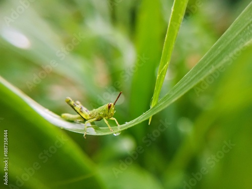 Canvastavla grasshopper on a leaf