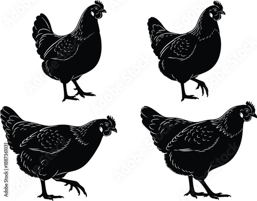 Black vector silhouette set of four domestic hens for poultry farm agriculture livestock industry fresh organic egg production and country life animal design,
