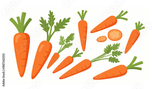 Decorative Carrot Vector Set Isolated on White for Healthy Food Graphics