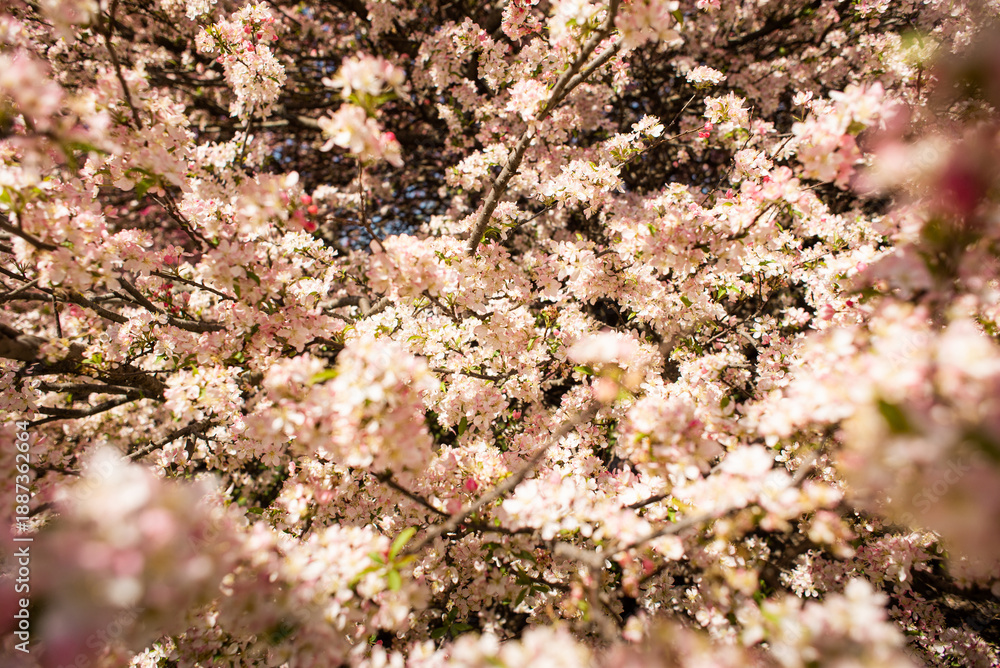 Fototapeta premium spring flowers background