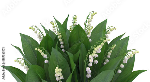 Lily of the Valley Flowers with Green Leaves
