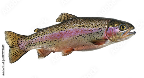 Rainbow Trout Fish Realistic Photo Isolated PNG