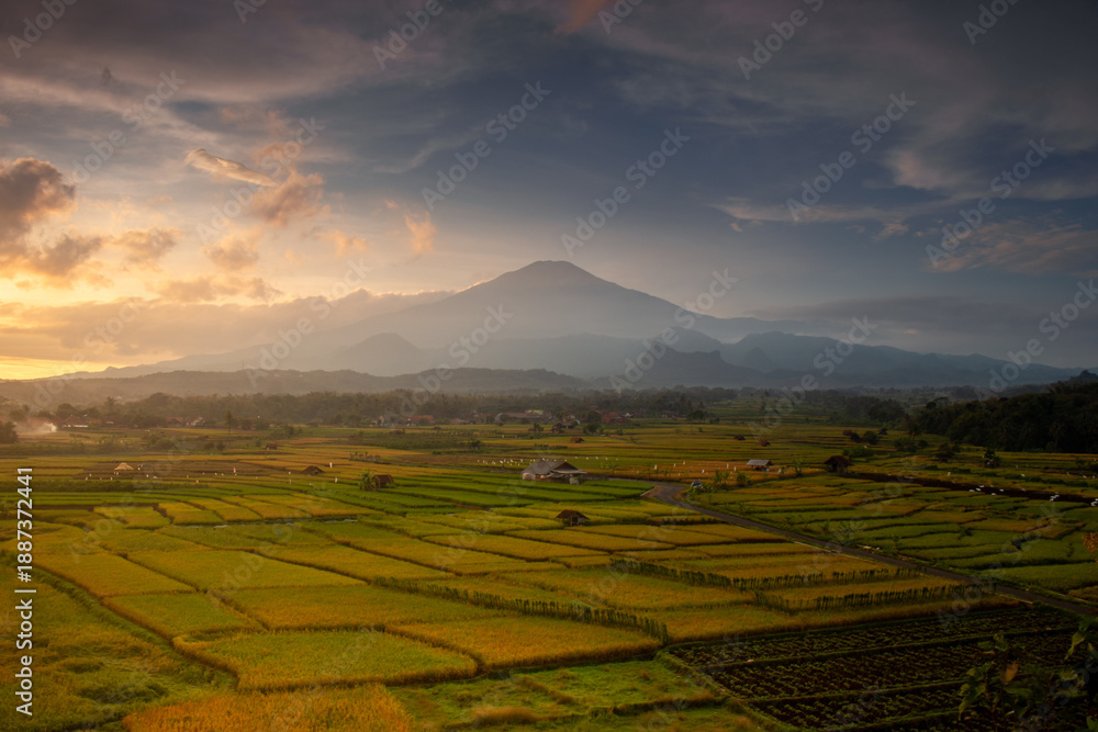 Naklejka premium rice field at sunset