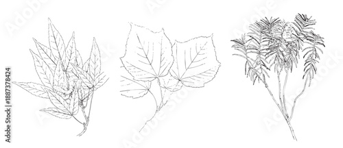 botanical sketch collection of leaves and branches illustration