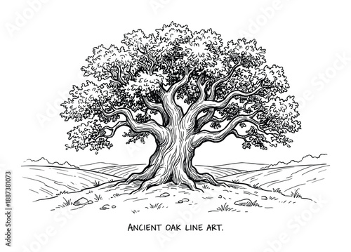 Ancient oak tree line art illustration with fields and foliage. Detailed landscape with old tree drawing.