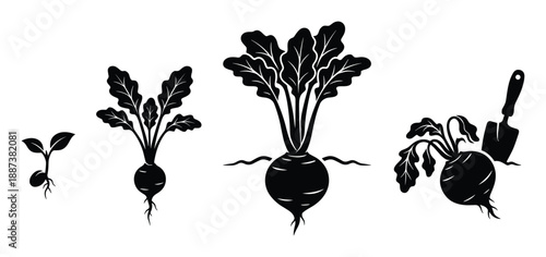 Beet growth stages vector illustration. Life cycle germination seedling, vegetative maturity diagram in detail.