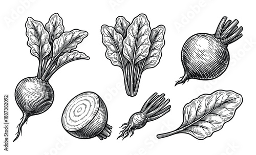 Beetroot vegetables set engraving vector illustration, Beet root harvest collection