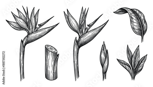 Bird of paradise flowers, leaves, stems, hand drawn vintage style vector illustration