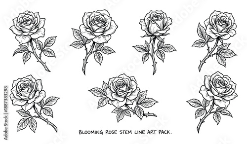 Blooming Rose Stem Line Art Pack Illustration, Floral Designs, Flower Graphics, Botanical Artwork, Decorative Elements