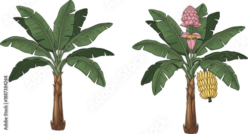 Set of Two Tropical Banana Trees With Green Leaves, Pink Flower and Yellow Fruit Bunch Vector Illustration