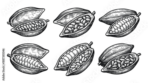 Cocoa beans engraving vector illustration, peeled, half opened pods, cocoa beans collection in vintage style