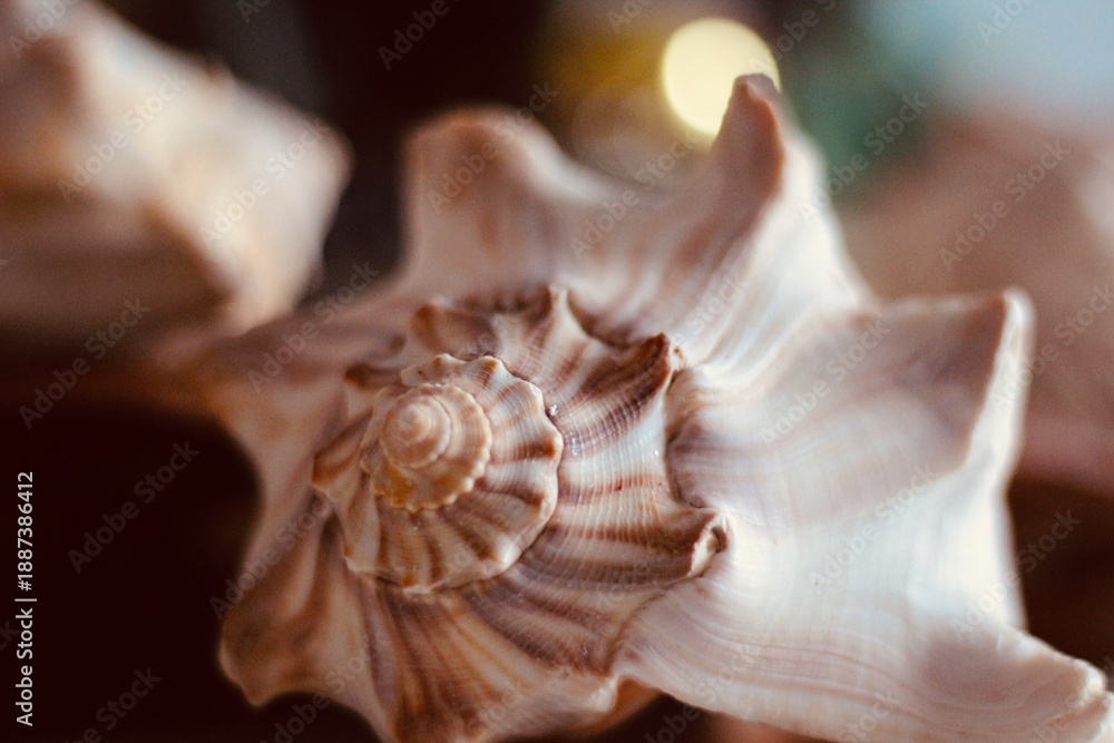 Obraz premium seashell 