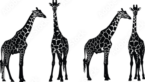 Black giraffe silhouettes set isolated on white background wildlife animal illustration for safari, nature, conservation, minimalist design concept