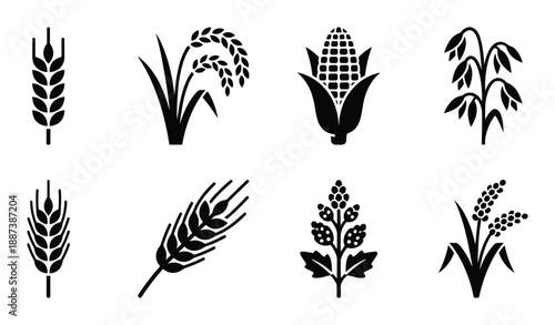 Crops silhouettes vector set illustration of various cereal plants like wheat, rice, corn, and oats in black and white.
