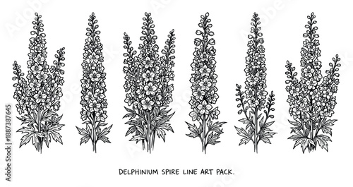 Delphinium spire line art pack with six blooming flower spires and leaves illustrations in black and white vector format