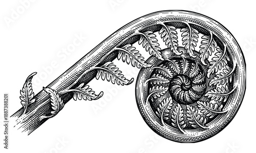 Detailed Black and White Fern Fiddlehead Vector Illustration, Rolled Frond, Botany Art, Nature, Engraving Style
