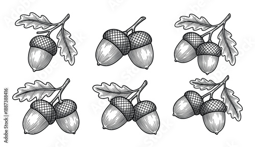 Detailed engraving of acorns and oak leaves illustration, monochrome botanical sketch, realistic style nature drawings
