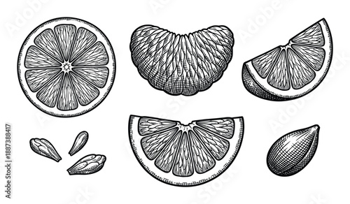 Detailed drawing of sliced citrus fruit, including segments, seeds, and half section, rendered in black and white sketch style.