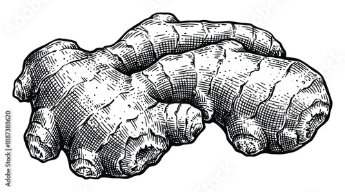 Detailed ink drawing of fresh ginger root, crosshatch textured illustration.