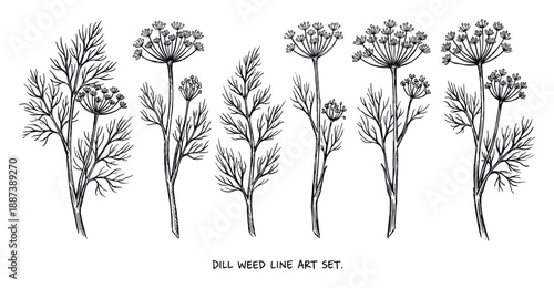 Dill weed line art set, botanical herbs, culinary herb vector illustration, dill plant drawings, aromatic herbs in black and white
