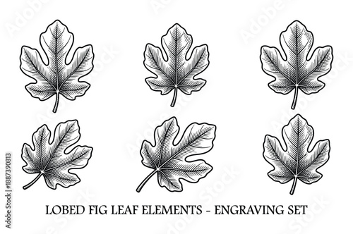 Engraved fig leaf set, botanical illustration, lobed leaf elements in vintage style, design, vector