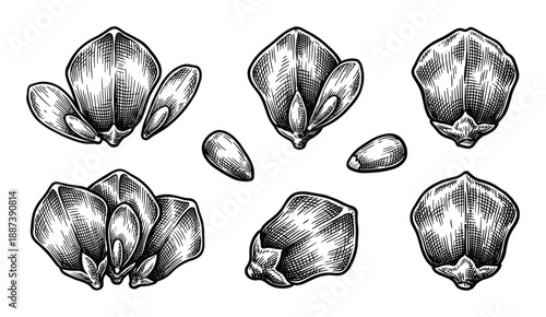 Engraved illustration of stylized cacao pods and beans in different positions with hatching