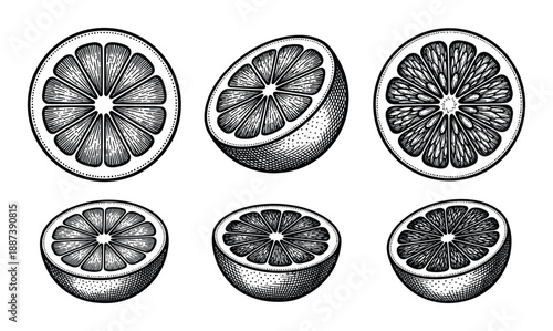 Engraved orange slices vector illustration, collection of citrus fruit halves in cross section, design elements set