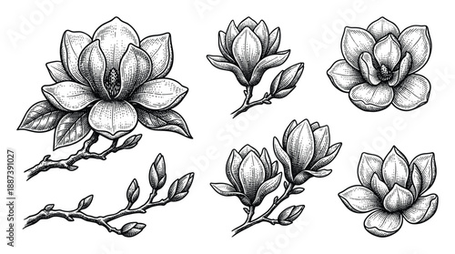 Engraving illustration of magnolia flowers with buds and branches in a detailed vintage style isolated on a white background.