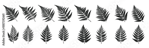 collection of black fern leaves silhouettes fern