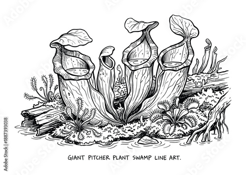 Giant pitcher plants swamp line art illustration. Carnivorous plants black and white drawing in bog environment