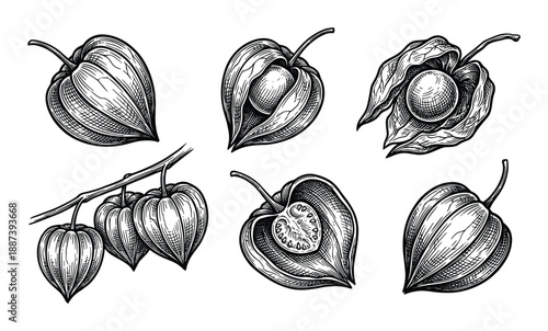 Hand drawn Physalis plant, Physalis alkekengi berries illustration, fruit plant with berry inside, botanical drawing set