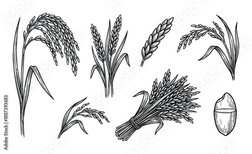 Hand drawn rice plant set, rice grain sketch illustration, harvest, rice bundle drawing.