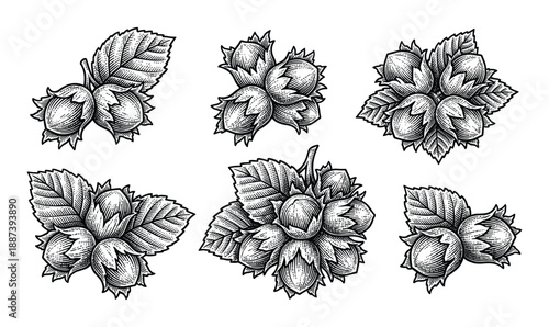 Hand-drawn hazelnut illustration with leaves in detailed engraving style. Botanical food drawing set