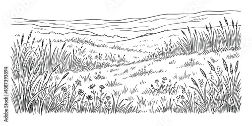 Hand-drawn ink landscape drawing of a grassy field with hills, wild plants and flowers, rural countryside scenery.