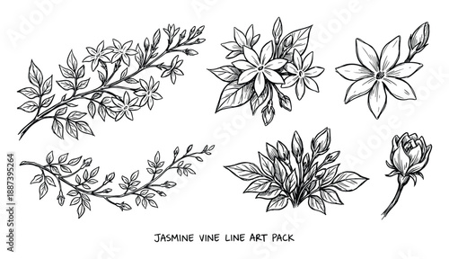 Jasmine vine line art pack with flowers, buds, and leaves detailed botanical drawing for natural design, decorative elements