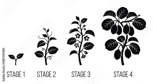 Kiwi Fruit Plant Growth Stages Vector Illustration, Life Cycle Germination Seedling, Vegetative diagram in detail.