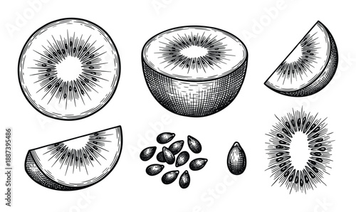 Kiwi fruit slices, seeds, and cross-sections detailed vector illustration