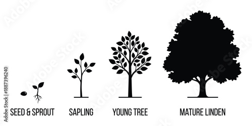 Linden Tree Growth Stages Vector Illustration, Seed Sprout Sapling Young Tree, Plant Life Cycle Diagram