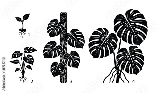 Monstera Deliciosa growth stages. Plant development from seed to mature plant. Leafy plant with aerial roots.