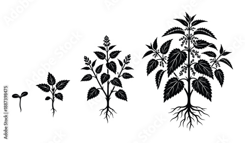 Nettle plant growth stages, life cycle from seed to mature plant illustration, development silhouette drawing