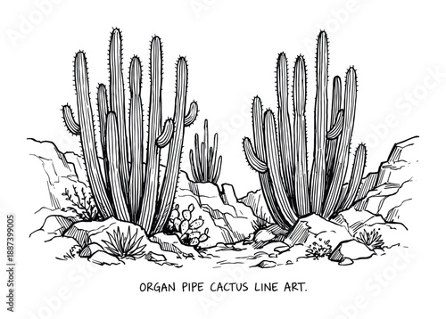 Organ Pipe Cactus Line Art Illustration in Desert Landscape, Arizona Cacti and Rock Formations in Black and White
