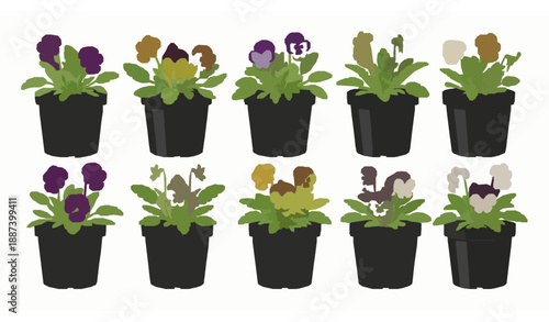 Pansy flower seedlings in black pots vector illustration set