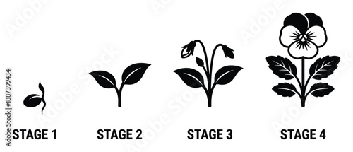 Pansy Flower Growth Stages Vector Illustration, Life Cycle Germination Seedling, Vegetative diagram