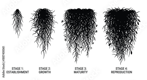 Plant Growth Stages Vector Diagram Establishment Growth Maturity Reproduction Illustration