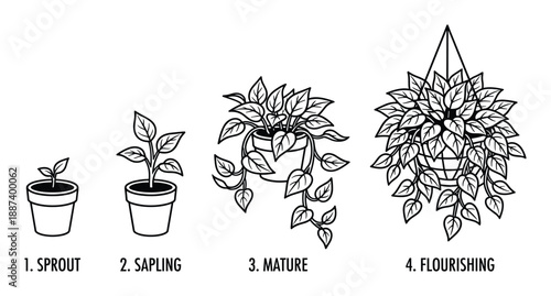 Plant Growth Stages Illustration, Sprout to Flourishing Potted Plant Lifecycle Diagram in Detail