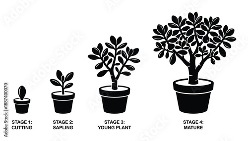 Plant Growth Stages Vector Illustration, Cutting, Sapling, Young Plant, and Mature Plant in Pot