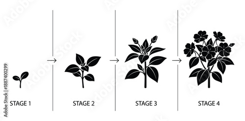 Plant Growth Stages Vector Illustration, Life Cycle Germination Seedling, Vegetative Maturity detailed diagram.